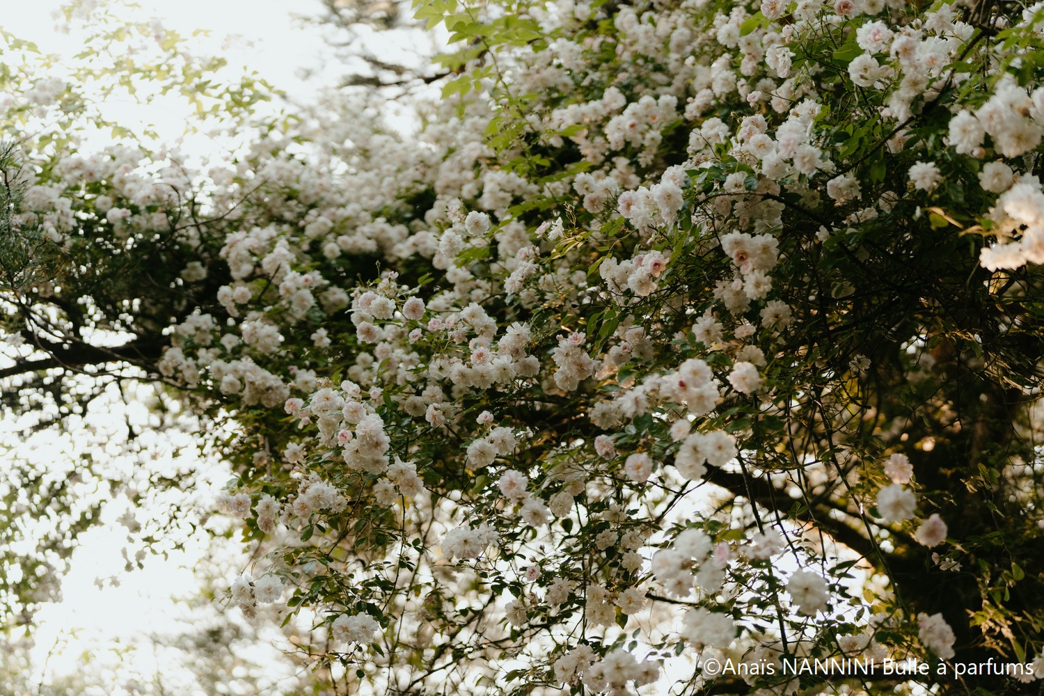 visit the fragrant garden in Darbonnay in Jura in all seasons