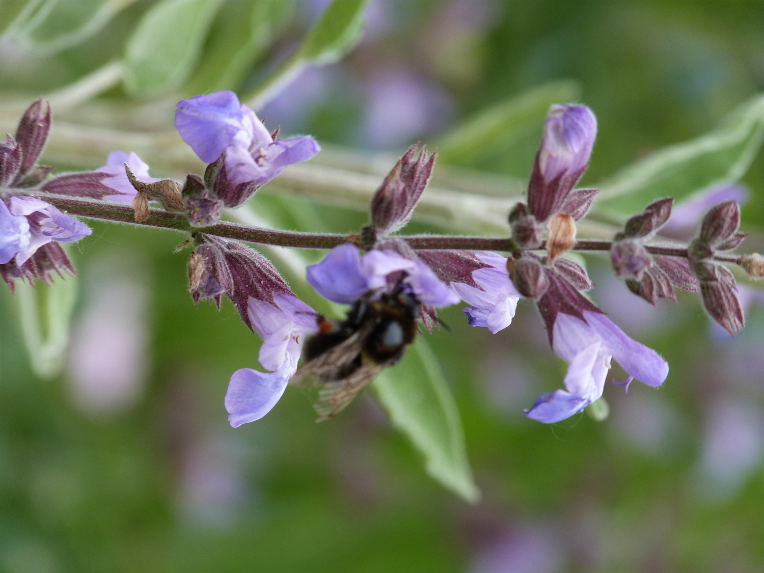 abeille-butinant-fleur-refuge-lpo-jardin-parfume