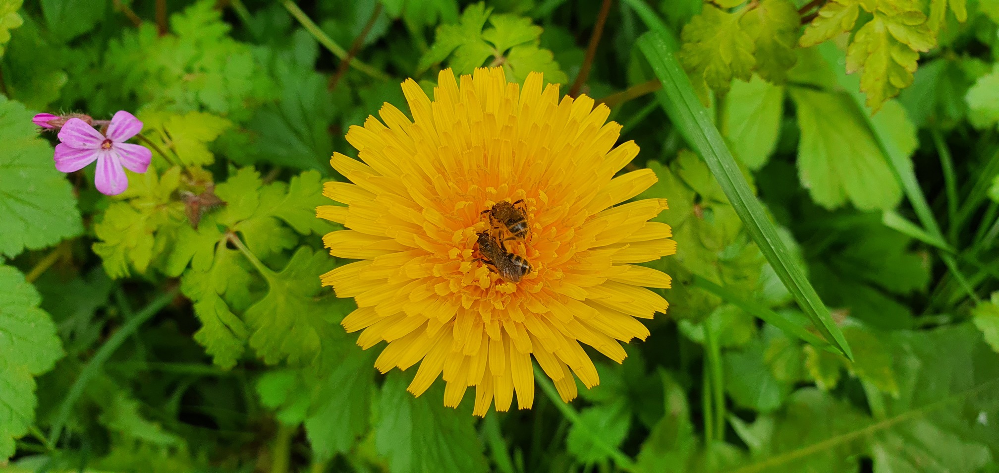 abeilles-butinant-fleur-refuge-lpo-jardin-parfume