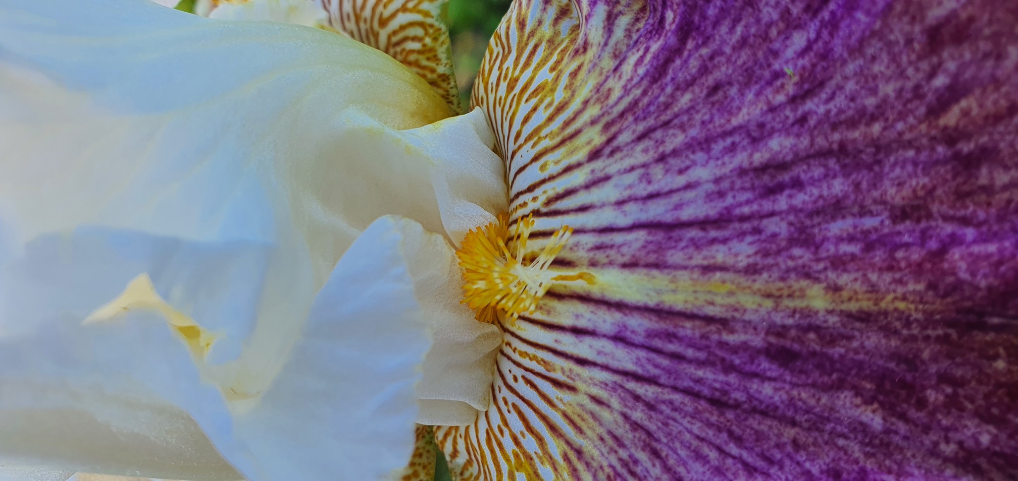 guide-nectar-petales-fleurs-vision-insectes