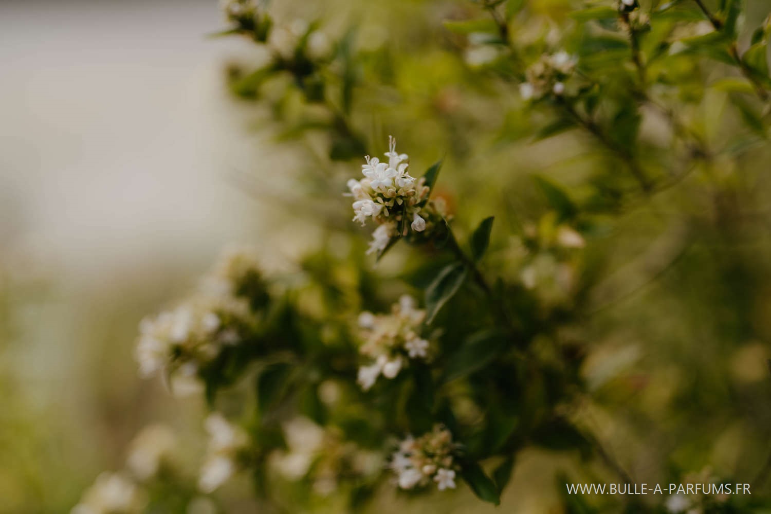 visiter jardin parfumé - Jura