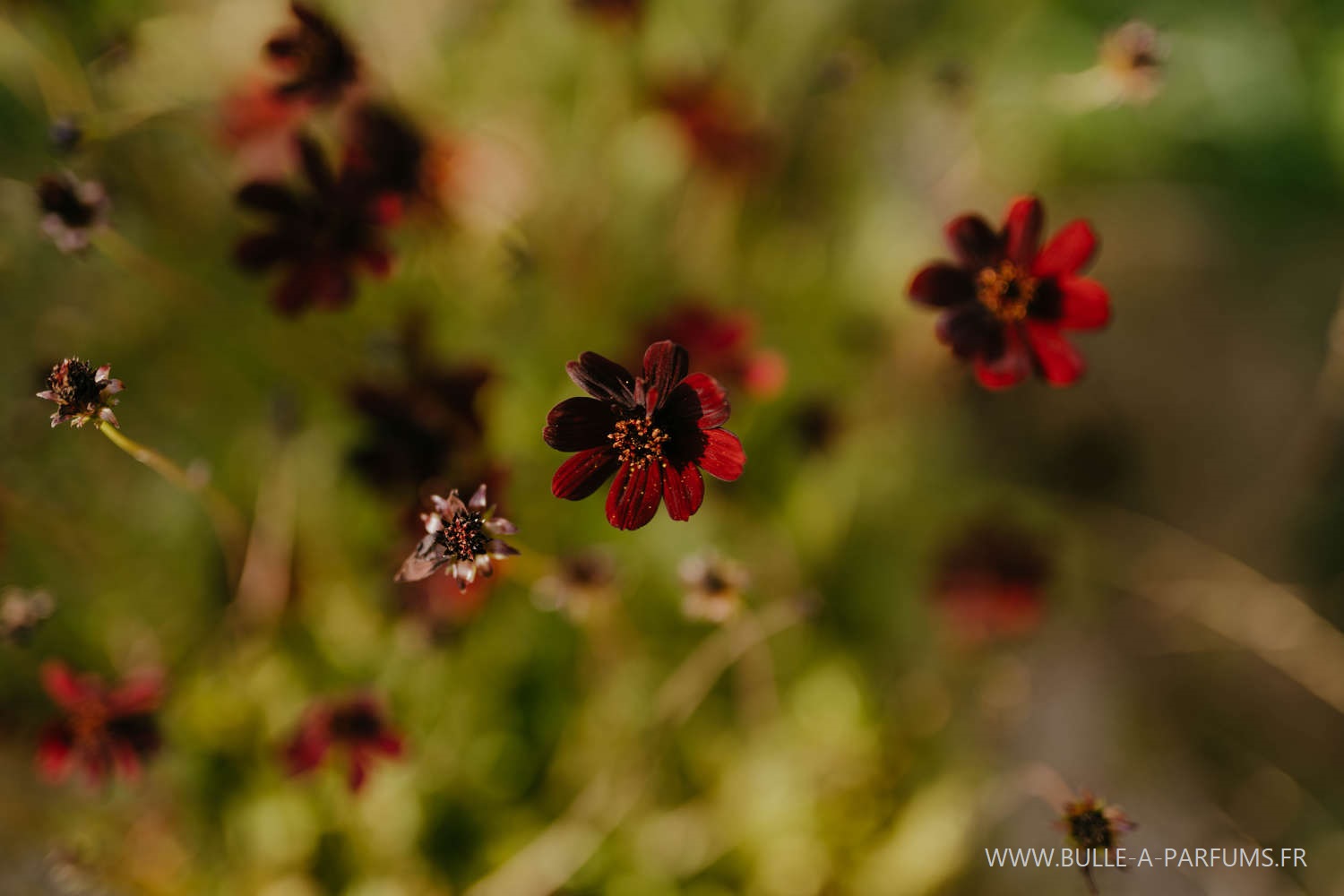 visiter jardin parfumé - Jura