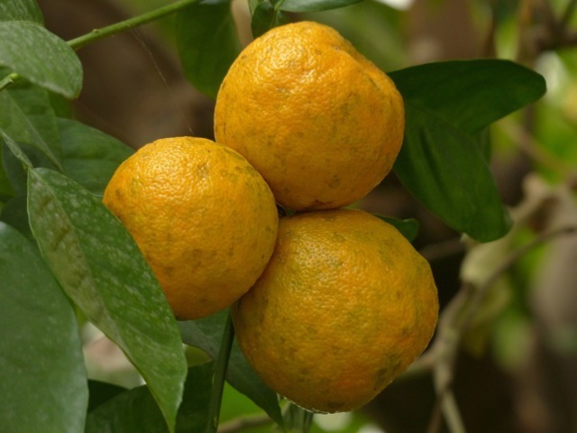 Plantes à parfums Bigarade et Néroli : Tout savoir sur l'Oranger Amer - Bulle à Parfums