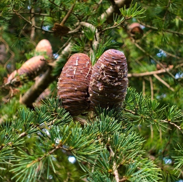 Plantes à parfums Cèdre