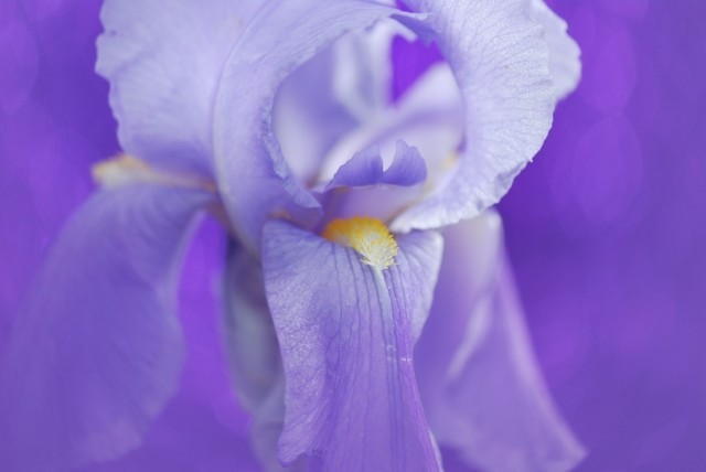 Iris (Iris pallida)