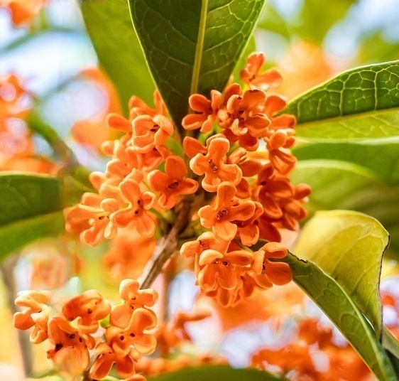 Plantes à parfums Osmanthus