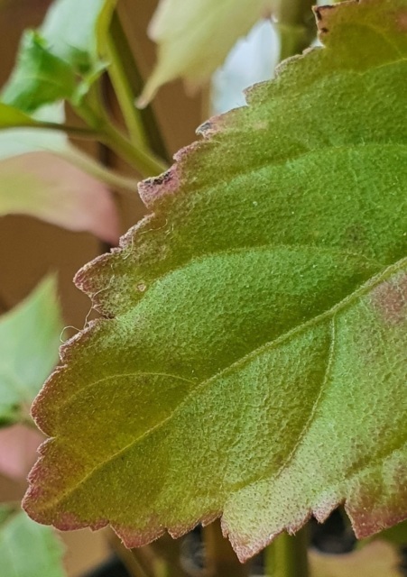 Plantes à parfums Patchouli