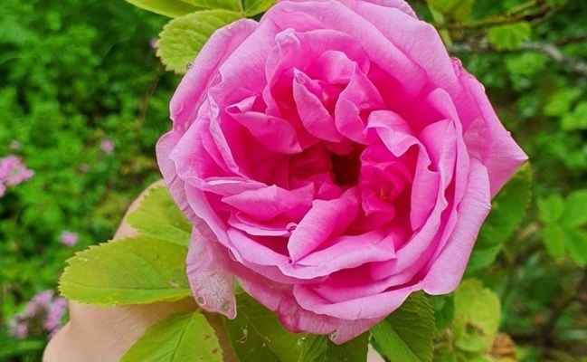 Rendez-vous aux jardins : Et si nous regardions le Jardin Parfumé à travers les yeux d'une abeille ?