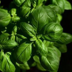 Basilic 