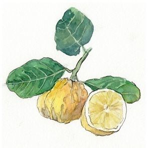 bergamote 