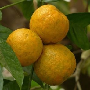 Plantes à parfums Bigarade et Néroli : Tout savoir sur l'Oranger Amer - Bulle à Parfums