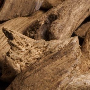 Plantes à parfums bois d'Agar