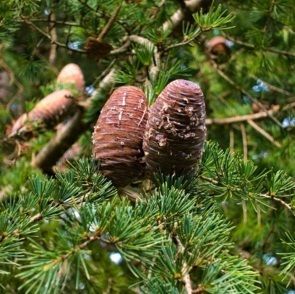 Plantes à parfums Cèdre
