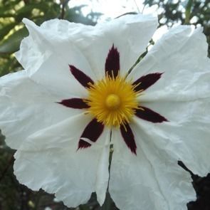 Plantes à parfums ciste-labdanum