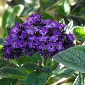 Plantes à parfums Héliotrope 