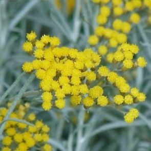 Plantes à parfums Immortelle 