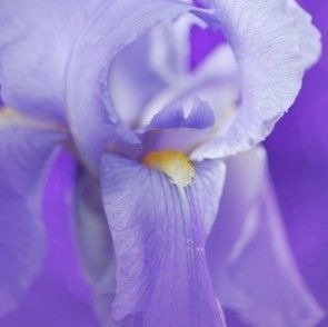 Iris (Iris pallida)