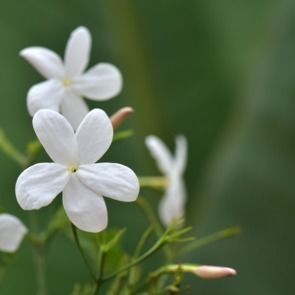 Plantes à parfums Jasmin