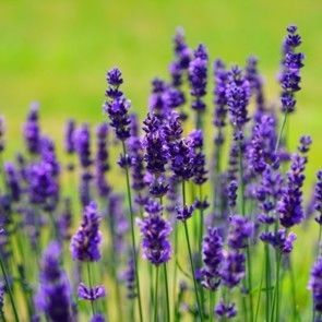 Lavande (lavandula angustifolia)