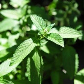 menthe