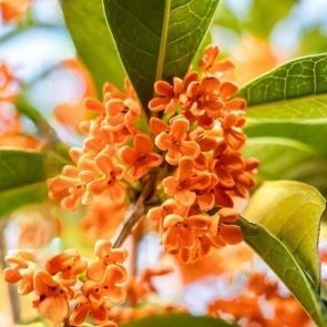 Plantes à parfums Osmanthus