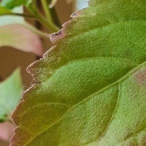 Plantes à parfums Patchouli
