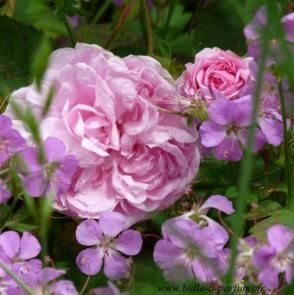 rose
