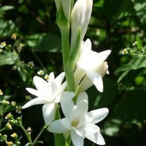Plantes à parfums Tubéreuse 