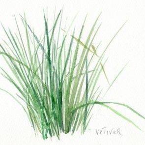 Plantes à parfums Vétiver