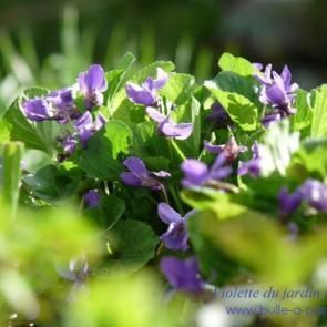 violette